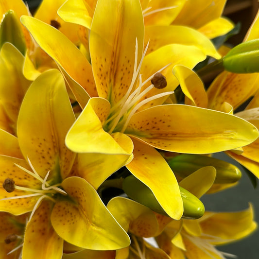 Yellow Lily Bush