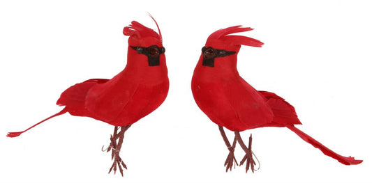 Feathered Cardinal