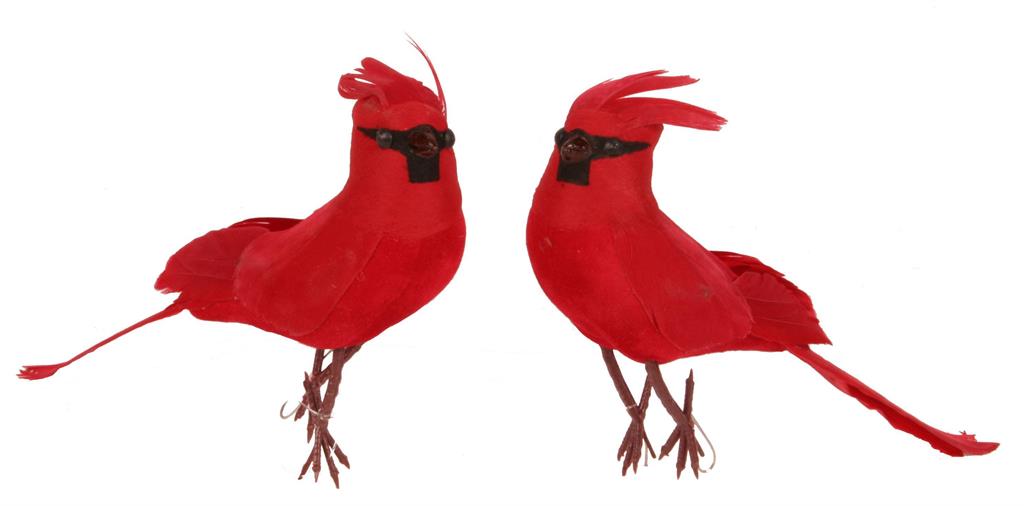 Feathered Cardinal