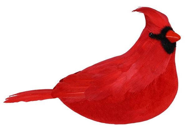 Large Feathered Cardinal